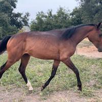 Puledra italiana 2024