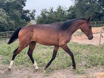 Puledra italiana 2024