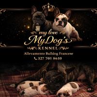 Cuccioli di bulldog francese