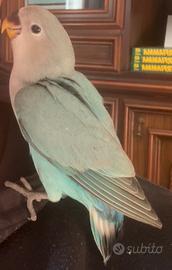 Inseparabili allevati a mano