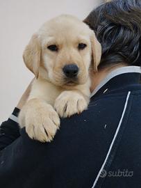 Cuccioli di labrador con pedigree