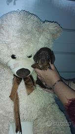 Cucciolo di bassotto cioccolato focato  maschio
