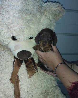 Cucciolo di bassotto cioccolato focato  maschio