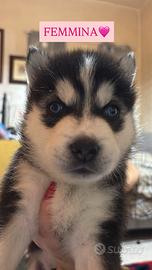 Cuccioli di Husky