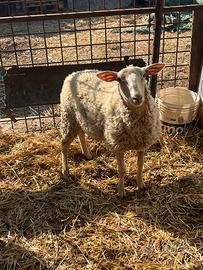 Agnelli femmine incrocio padre Texel madre frances