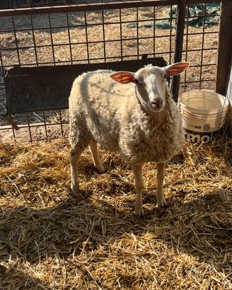 Agnelli femmine incrocio padre Texel madre frances