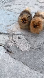 Spitz Pomerania 