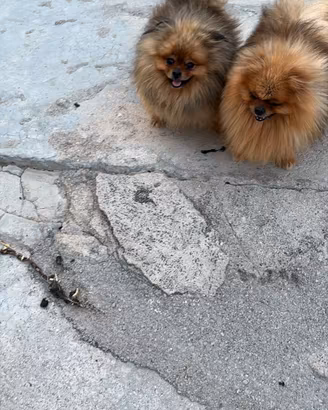Spitz Pomerania 
