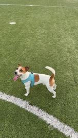 Jack russel