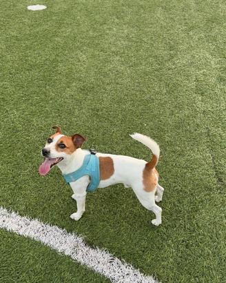 Jack russel