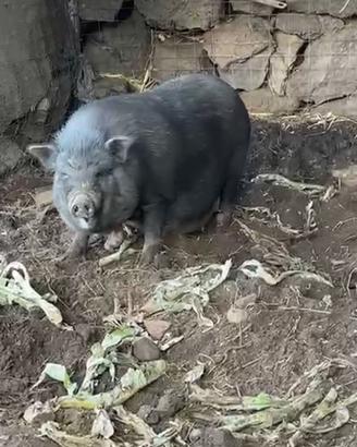 Maialina vietnamite nana