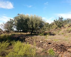 RAGALNA - TERRENO AGRICOLO cod. RA035T