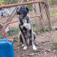 Kangal incrocio abruzzese