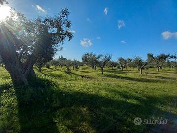 AZIENDA AGRICOLA 12 ETTARI Corpo Unico