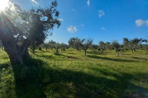 AZIENDA AGRICOLA 12 ETTARI Corpo Unico