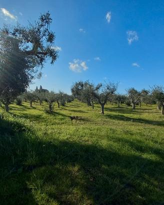 AZIENDA AGRICOLA 12 ETTARI Corpo Unico