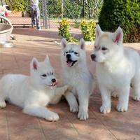 Cuccioli di Siberian Husky