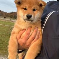 Shiba con pedigree ENCI da allevamento con affisso