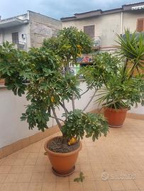 Alberello di pianta sempreverde