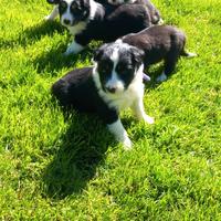 Cuccioli border collie