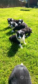 Cuccioli border collie