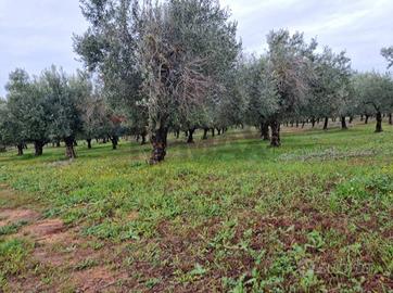 Terreno - Vittoria
