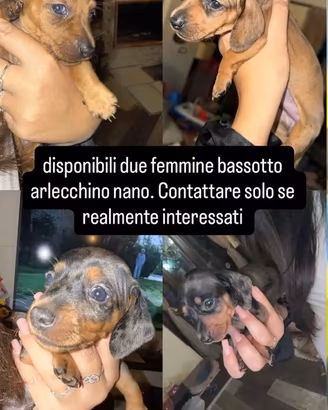 Bassotti Arlecchino nani