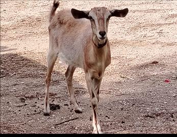 Capra incrocio sanen e camosciata delle alpi