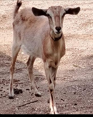 Capra incrocio sanen e camosciata delle alpi