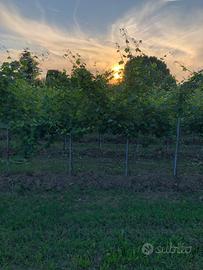 Terreno agricolo