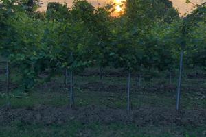 Terreno agricolo