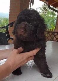 Barboncino Marrone Cioccolato
