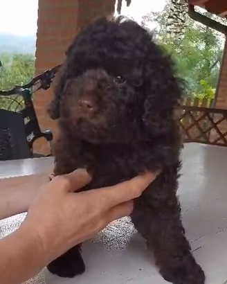 Barboncino Marrone Cioccolato