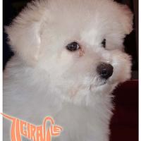 Cuccioli di BOLOGNESE