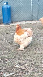 Disponibili Cocincina Grande Uova Fecondi