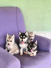 Siberia husky pedigree