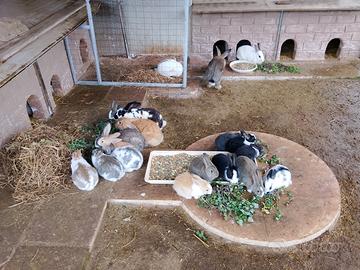 Conigli nostrani allevati a terra