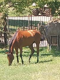 Cavallo