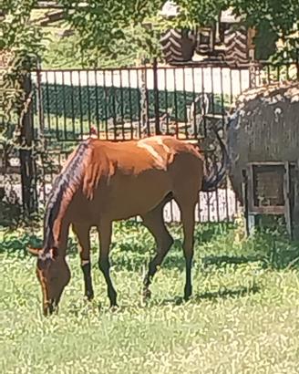 Cavallo