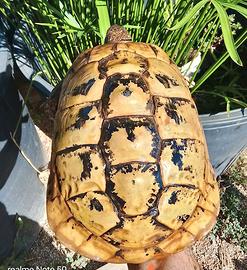 Testudo hermanni