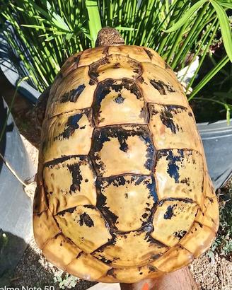 Testudo hermanni