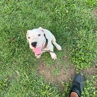 Cuccioli dogo argentino