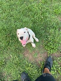 Cuccioli dogo argentino
