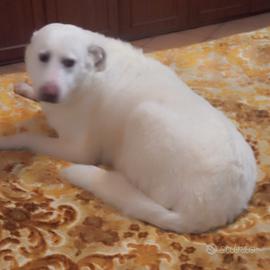 Cane maremmano femmina