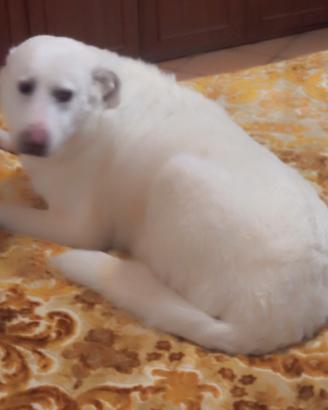 Cane maremmano femmina