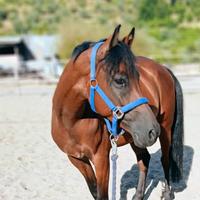 Pony sportivo