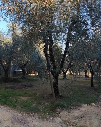 Uliveta in produzione
