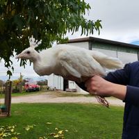 Pavoni bianchi e comuni