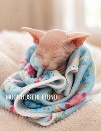Cuccioli di Canadian sphynx