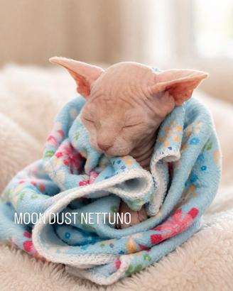 Cuccioli di Canadian sphynx
